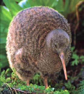 kiwi-animal.jpg