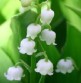 /plume/xmedia/elbakin/thumb/muguet_thumb.jpg