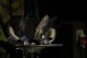 /plume/xmedia/fantasy/articles/imaginales/2012/thumb/Les_trophees_thumb.jpg