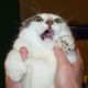 /plume/xmedia/fantasy/articles/thumb/scaredcat-140x140_thumb.jpg
