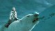 /plume/xmedia/fantasy/news/alcdm/photos/thumb/33496951_thumb.jpg