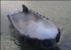 /plume/xmedia/fantasy/news/alcdm/tournage/thumb/_42201634_smoke_thumb.jpg
