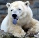 /plume/xmedia/fantasy/news/alcdm/tournage/thumb/polar-bear-langue_thumb.jpg