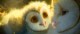 /plume/xmedia/fantasy/news/autres_films/GaHoole/thumb/Legend-of-the-Guardians-The-Owls-of-Ga-Hoole-movie-image_thumb.jpg