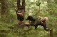 /plume/xmedia/fantasy/news/autres_films/dungeon-siege/thumb/ds5_thumb.jpg