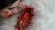 /plume/xmedia/fantasy/news/autres_films/ghibli/thumb/k-bigpic_thumb.jpg