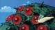 /plume/xmedia/fantasy/news/autres_films/ghibli/thumb/nausicaa1_thumb.jpg