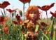 /plume/xmedia/fantasy/news/autres_films/minimoys/thumb/arthur_minimoys_box_thumb.jpg