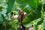 Pirates des Caraïbes