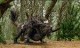 /plume/xmedia/fantasy/news/autres_films/terabithia/thumb/bridge_weta_thumb.jpg