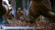/plume/xmedia/fantasy/news/autres_films/thumb/062107_wildthingsare_big_thumb.jpg