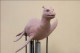 /plume/xmedia/fantasy/news/autres_films/thumb/the-water-horse-1_thumb.jpg