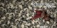 /plume/xmedia/fantasy/news/comics/thumb/MouseGuardWinter4_thumb.jpg