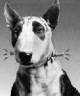/plume/xmedia/fantasy/news/disney/thumb/frankenweenie_thumb.jpg
