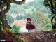 /plume/xmedia/fantasy/news/disney/woods/thumb/wood1_thumb.jpg
