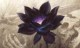 /plume/xmedia/fantasy/news/jeux/thumb/lotus_thumb.jpg