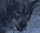 /plume/xmedia/fantasy/news/narnia/photos-officielles/thumb/maugrim_thumb.jpg