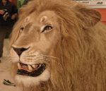 Zoom sur Aslan