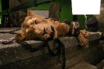 La marionnette d'Aslan sur la Table de Pierre