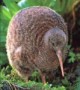 /plume/xmedia/fantasy/news/narnia/thumb/kiwi-animal_thumb.jpg