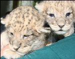 Asha et Aslan !