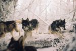 Les loups de la sorcière