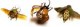 /plume/xmedia/fantasy/news/parutions/thumb/new-weird-bugs_thumb.jpg
