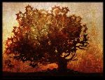 Arbre
