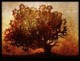 /plume/xmedia/fantasy/news/potter/reliques-film/photos/thumb/Elder_tree_001_thumb.jpg