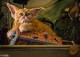 /plume/xmedia/fantasy/news/potter/theme-park/thumb/Animaux_Fantastiques_1_thumb.jpg