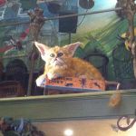 Animaux_Fantastiques_4