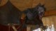 /plume/xmedia/fantasy/news/television/TDF/saison3/thumb/game-of-thrones-bear-maiden-fair-1_thumb.jpg