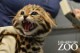 /plume/xmedia/fantasy/news/television/TDF/thumb/blackfootedcat05_thumb.jpg