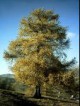 /plume/xmedia/fantasy/news/thumb/Larch_thumb.jpg