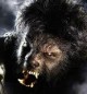 /plume/xmedia/fantasy/news/thumb/werewolf_thumb.jpg