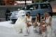 /plume/xmedia/fantasy/news/zapping/thumb/skoda-yeti_thumb.jpg