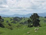 NZ