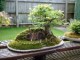 /plume/xmedia/film/news/bilbo/thumb/Bag-End-Bonsai-Tree-1_thumb.jpg