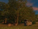Orchard