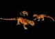 /plume/xmedia/film/news/jeux-video/thumb/CreatureSalamander_thumb.jpg
