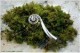 /plume/xmedia/film/news/thumb/StU-FERN-port_thumb.jpg