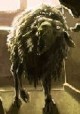 /plume/xmedia/film/news/thumb/black-sheep_thumb.jpg