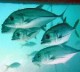 /plume/xmedia/thumb/08poisson_thumb.jpg
