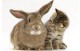 /plume/xmedia/thumb/kitten-rabbit_1250036i_thumb.jpg