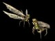 /plume/xmedia/tolkien/jeux/thumb/Creature_Sickleflies_1280_thumb.jpg