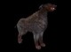 /plume/xmedia/tolkien/jeux/thumb/Creatures_Barghest_1280_thumb.jpg