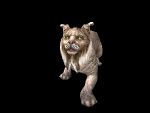 Lynx