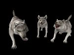 Loups