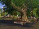/plume/xmedia/tolkien/jeux/thumb/arbre-fete_thumb.jpg
