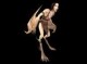/plume/xmedia/tolkien/jeux/thumb/th_Creatures_Morroval_450_thumb.jpg